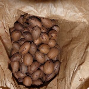 Noix de Pécan normales au kilo